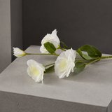 Anton Blooming Lisianthus Stem - White